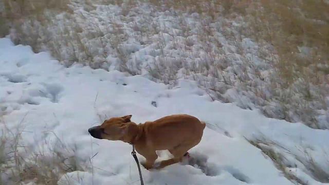 Американский стаффордширский терьер бешенство смотреть онлайн