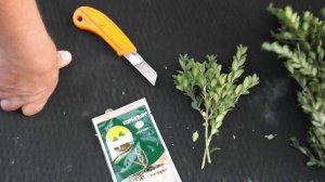 самшит размножение