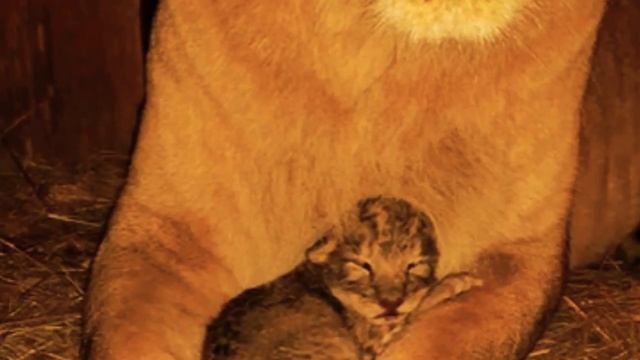 Для Дианы Найковой ,Свете Тян .А также троюродной сестре Ире и Кристине Гавриш смотреть онлайн