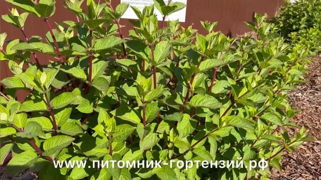 Самарская Лидия- обзор 2я часть видео смотреть онлайн