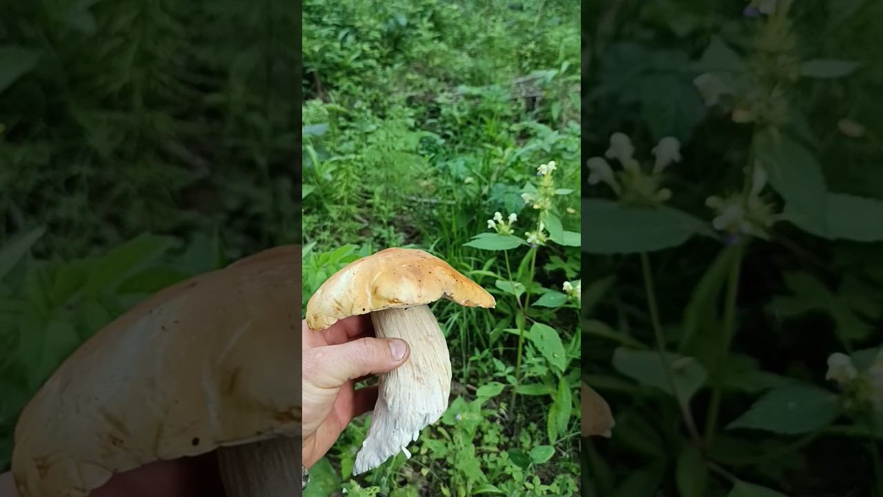 30-40 минут прогулки за грибами смотреть онлайн