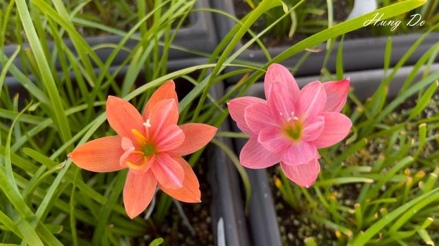 Salmon vs Peony Pink смотреть онлайн
