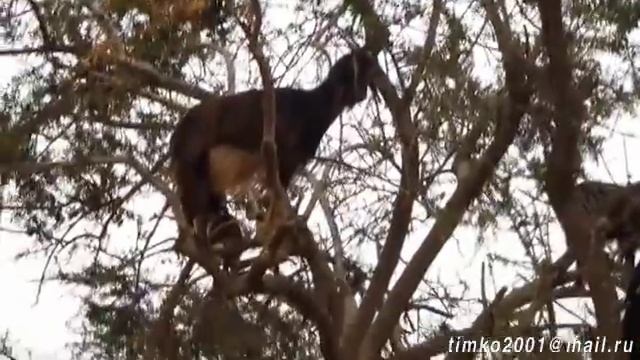 Марокканские козы на аргановых деревьях / Moroccan goats on argan trees. 2013 смотреть онлайн