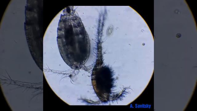 Волосатый и обычный циклопы/ Hairy and ordinary cyclops. 120x смотреть онлайн