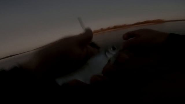 Приехали за судаком и лещем, а тут она... Судак на живца. Фидер на леща. Рыбалка осенью 2019. смотреть онлайн