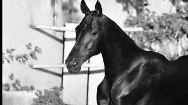 Самая красивая лошадь в мире! смотреть онлайн