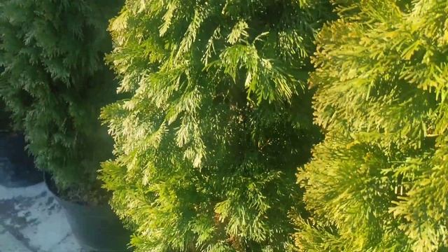 туя смарагд для живой изгороди  растояния между туями и забором и уход за туями