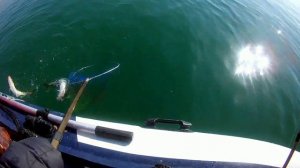 Открытие жидкой воды, ловля минтая в бухте Авангард