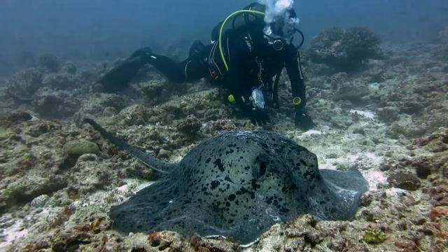 Мраморный скат-хвостокол. смотреть онлайн