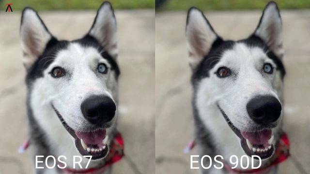 Canon EOS R7 Vs Canon EOS 90D | Camera Test