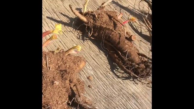 Клубни пионов Darwin Plants весенняя поставка (2017 г.) смотреть онлайн