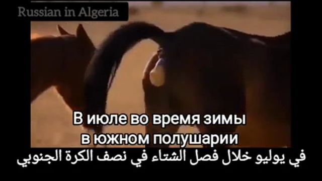 🇷🇺 صحراء ناميبيا /الإستماع باللغة الروسية/الكتابة/الترجمة الى اللغة العربية/فلم وثائقي بالروسية смотреть онлайн