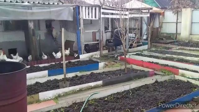 Всегда с Яйцом и Удобрением!//Куры Леггорн//Куда Девать Помёт?//Отличное Средство от Расклёва! смотреть онлайн