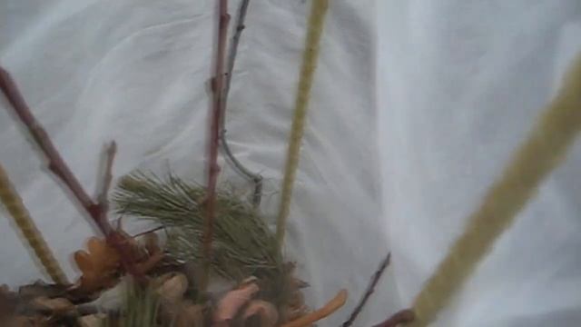 Укрываем персик на зиму. Персик Фаворит Мореттини. смотреть онлайн