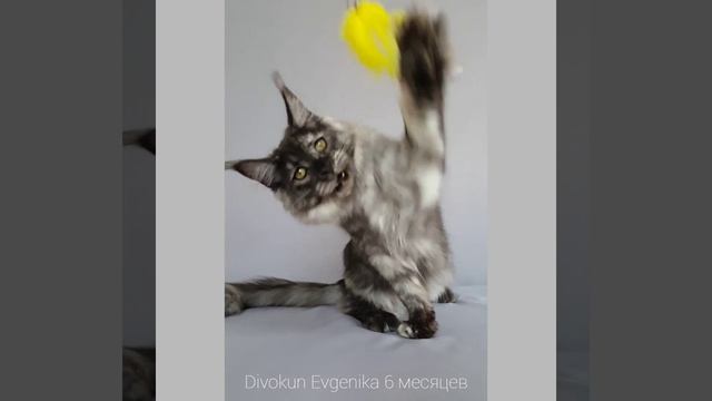 Евгеника ДивоКун (6 месяцев) Кошка мейнкун. Окрас fs (дымная черепаха) смотреть онлайн