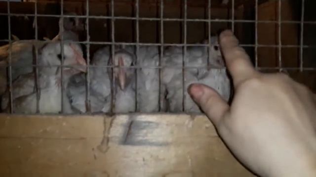 Вес КООБ-500 в 26 дней!/ Куда отсадили кур./ 01 апреля 2018 г. смотреть онлайн