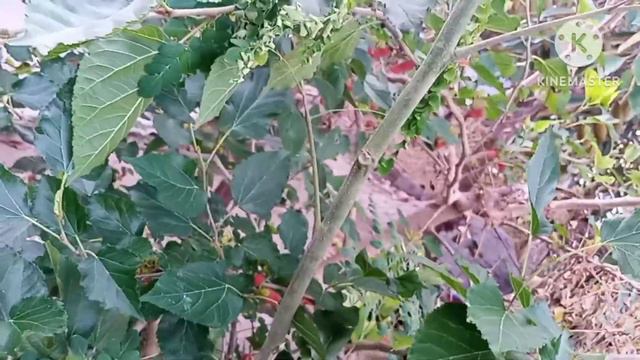 GREAT FEELING WHILE PICKING OF MALBERRIES🤗😍😊👍👌 смотреть онлайн