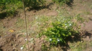 Шпалера под ежевику своими руками на скорую руку.Ежевика в средней полосе