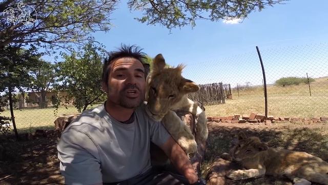 Naming The Lions | The Lion Whisperer смотреть онлайн