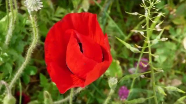 ПОЛЕВЫЕ ЦВЕТЫ-сл. и муз. ИРИНЫ НАБИЕВОЙ, поёт РОМАН КЛЕМПФ и МАША ТУНИК смотреть онлайн