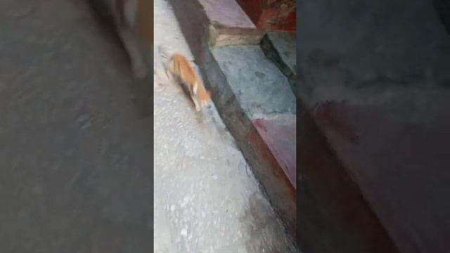 Занзибар: прогулка по Старому городу (он же Стоун-таун) смотреть онлайн