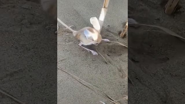 Милый, прикольный Тушканчик смотреть онлайн