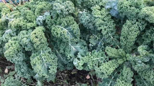 Когда сеять листовую капусту и собирать урожай до конца года смотреть онлайн