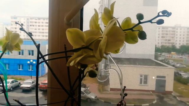 Цветение орхидей смотреть онлайн