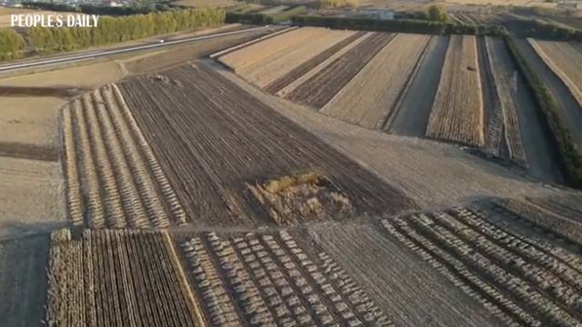 Harvest field NE China's Heilongjiang looks like neat geometric art смотреть онлайн