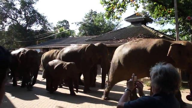 Слоны идут с водопоя. Шри-Ланка Pinnawala Elephant Orphanage смотреть онлайн