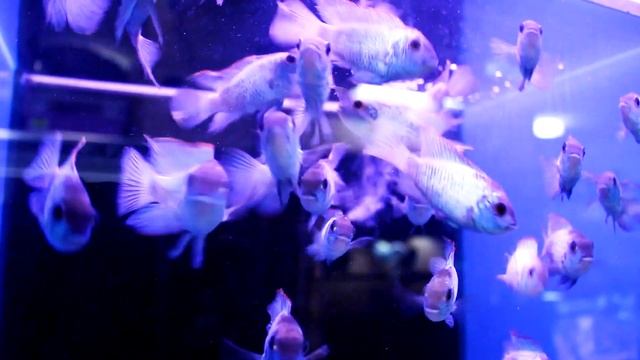 Борьба с водорослями. Часть 1. Основная информация ДЛЯ НОВИЧКОВ смотреть онлайн