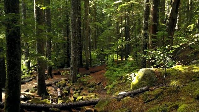 красивый лес