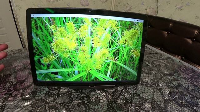 Экзотика в саду. Чуфа