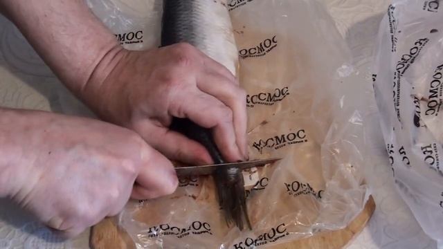 Интересные Факты о Животных