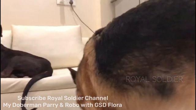 My Dog Vlog 🔥Trained Dogs | Din bhar aise karte hai masti, Doberman Robo Parry Flora, Royal Soldier смотреть онлайн