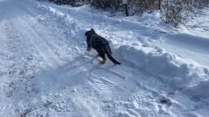 Как научить щенка немецкой овчарки выполнять команды