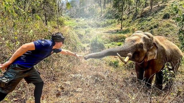 Дикий слон узнал своего спасителя! То что сделал зверь просто невероятно! Mxf