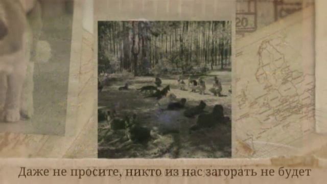 Как спасти собаку от жары летом смотреть онлайн