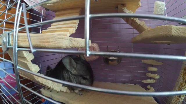 Сонная шиншилла смешно потягивается/Sleepy chinchilla ridiculously stretches смотреть онлайн