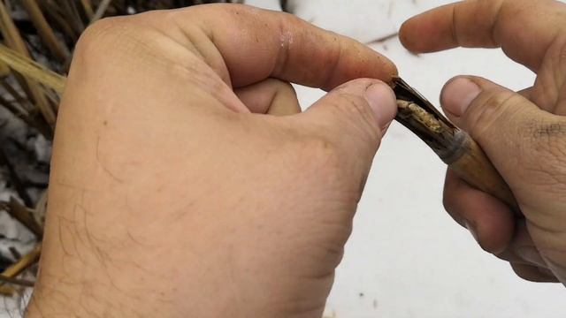 ЛУЧШАЯ НАЖИВКА  для  ЗИМНЕЙ РЫБАЛКИ это личинка КАМЫШОВОЙ МОЛИ: Как и где можно её легко найти.