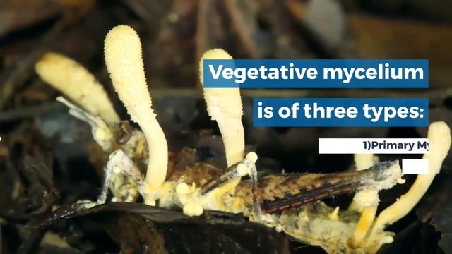 Fungi- Agaricus mushroom смотреть онлайн
