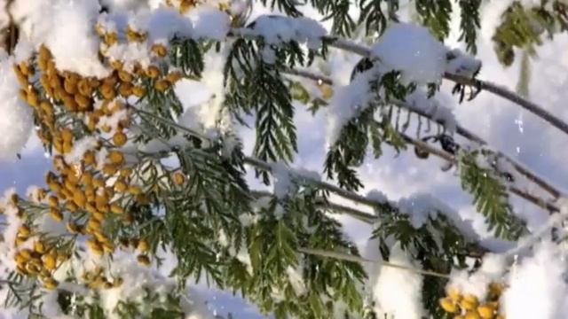 Практика преображения центра Сахасрара и Звёздного Дома Овна смотреть онлайн