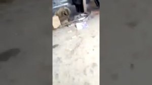 замена сцепления форд фиеста 2006 г без снятия балки