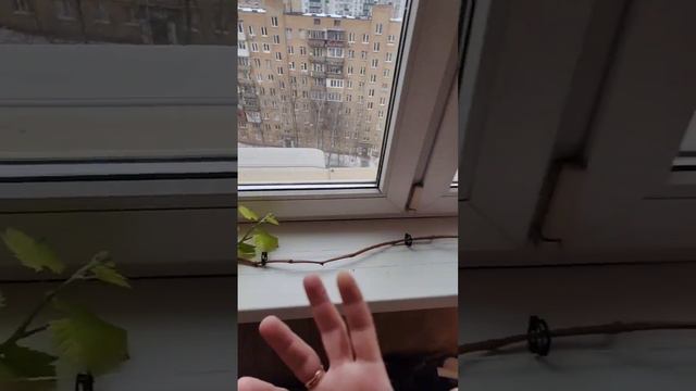 Всех женщин с 8 марта! Итоги зимнего огорода. смотреть онлайн