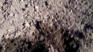 Подготовка грядки для клубники на целине. Укладка спанбонда. Высота грядки для клубники в Сибири.