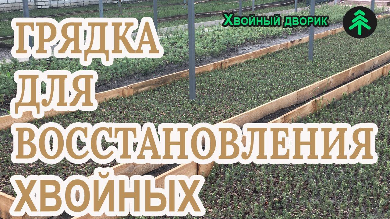 Что мы делаем с больными и слабыми хвойными растениями в нашем питомнике? смотреть онлайн