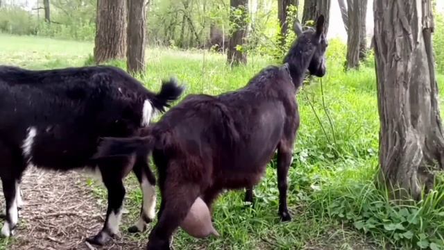 Козы в парке смотреть онлайн