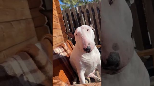 Утро бультерьера ☀️☀️☀️☀️ #goodmorning#bullterier#happy#life#бультерьер#добро#дом#собака