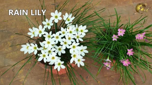 TERRACE GARDEN OVERVIEW AUGUST 2021 – HOUSE PLANTS TOUR BY GARDEN TIPS