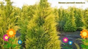 Кипарисовик лавсона Ивон. Краткий обзор, описание характеристик chamaecyparis lawsoniana Ivone